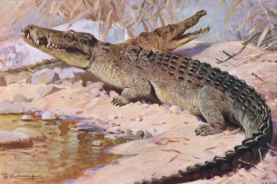 Coccodrillo del Nilo, illustrazione da Wildlife of the World, c.1910 da Wilhelm Kuhnert