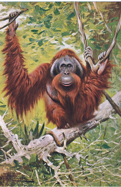 Orango, da Wildlife of the World pubblicato da Frederick Warne & Co, c.1900 da Wilhelm Kuhnert