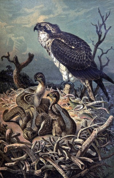 Falco pescatore da Wilhelm Kuhnert