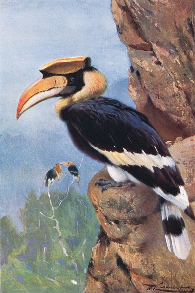 Bucero piede, da Wildlife of the World pubblicato da Frederick Warne & Co, c.1900 da Wilhelm Kuhnert