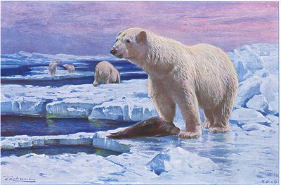 Orso polare, da Wildlife of the World pubblicato da Frederick Warne & Co, c.1900 da Wilhelm Kuhnert