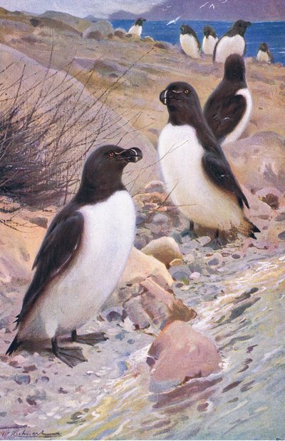 Uria, da Wildlife of the World pubblicato da Frederick Warne & Co, c.1900 da Wilhelm Kuhnert