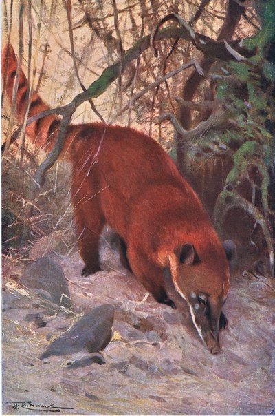 Coati rosso, da Wildlife of the World pubblicato da Frederick Warne & Co, c.1900 da Wilhelm Kuhnert