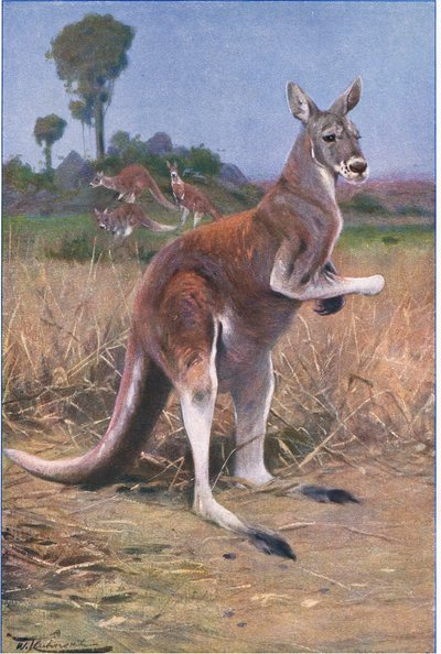 Canguro Rosso, illustrazione da Fauna del Mondo, c.1910 da Wilhelm Kuhnert