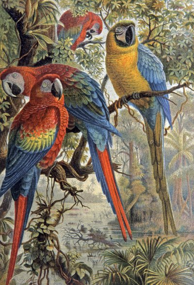 Pappagalli rossi, c.1910 (illustrazione) da Wilhelm Kuhnert