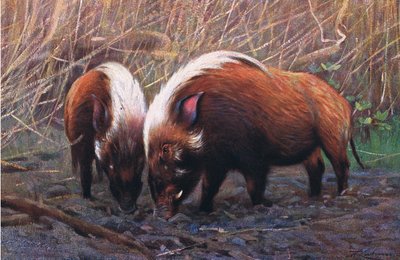 Cinghiale di fiume, illustrazione da Wildlife of the World, c.1910 da Wilhelm Kuhnert