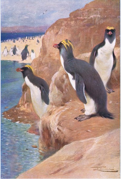 Pinguino delle rocce, illustrazione da Fauna del Mondo, c.1910 da Wilhelm Kuhnert