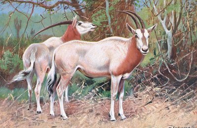 Antilope nera, illustrazione da Wildlife of the World, c.1910 da Wilhelm Kuhnert