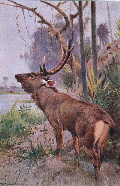 Sambar, da Wildlife of the World pubblicato da Frederick Warne & Co, c.1900 da Wilhelm Kuhnert