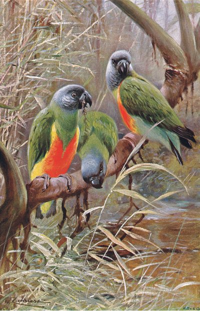 Pappagallo del Senegal, illustrazione da Wildlife of the World, c.1910 da Wilhelm Kuhnert