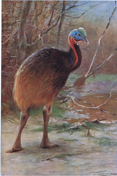Casuario a un solo bargiglio, illustrazione da Fauna del Mondo, c.1910 da Wilhelm Kuhnert