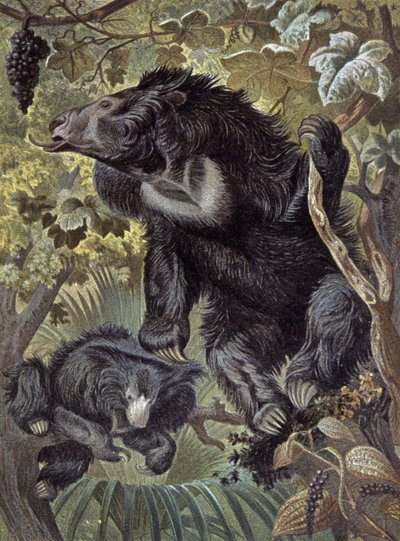 Orso labiato da Wilhelm Kuhnert