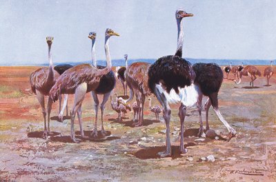 Struzzo somalo, illustrazione da Wildlife of the World, c.1910 da Wilhelm Kuhnert