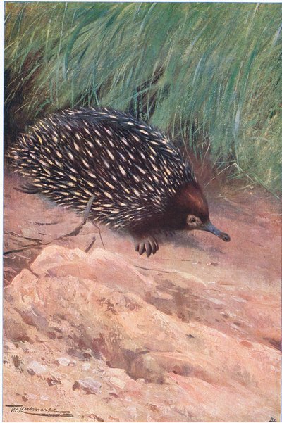 Echidna, illustrazione da Fauna del Mondo, c.1910 da Wilhelm Kuhnert