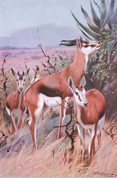 Springbok, illustrazione da Wildlife of the World, c.1910 da Wilhelm Kuhnert