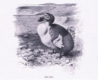 Il Dodo, illustrazione da Fauna del Mondo, c.1910 da Wilhelm Kuhnert