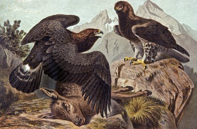 Aquila reale da Wilhelm Kuhnert
