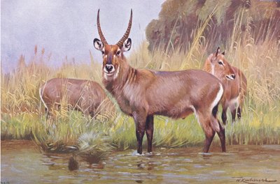 Cobo, illustrazione da Wildlife of the World, c.1910 da Wilhelm Kuhnert