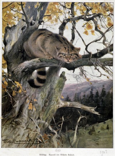 Gatto selvatico da Wilhelm Kuhnert