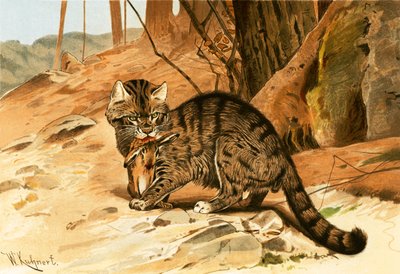 Gatto selvatico da Wilhelm Kuhnert