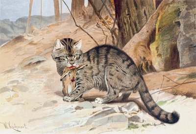 Gatto selvatico, tavola da "Brehms Tierleben: Allgemeine Kunde des Tierreichs", vol.1, p.418 da Wilhelm Kuhnert