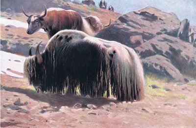 Yak, da Wildlife of the World pubblicato da Frederick Warne & Co, c.1900 da Wilhelm Kuhnert