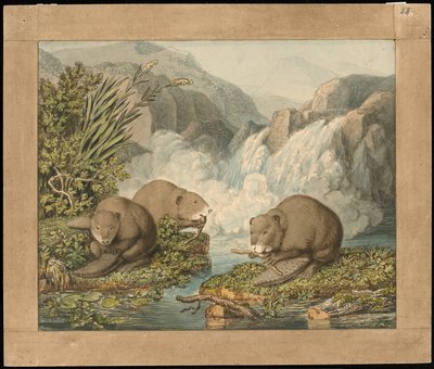 Tre castori che costruiscono una diga da Wilhelm Tischbein