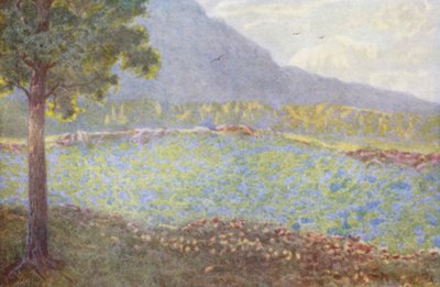 Ortensie blu a Groote Schuur da Wilhelm Westhofen