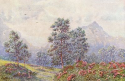 Alberi d
