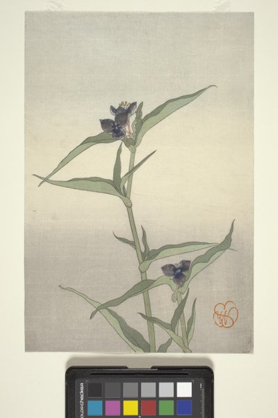 Studio di Fiori, c.1908 da Wilhelmina Seegmiller