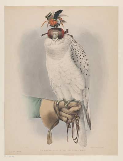 Falco bianco groenlandese da Willem Bastiaan van Wouw (possibly)