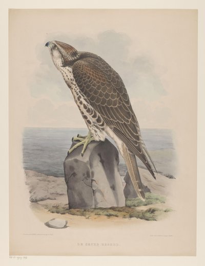 Falco da Willem Bastiaan van Wouw