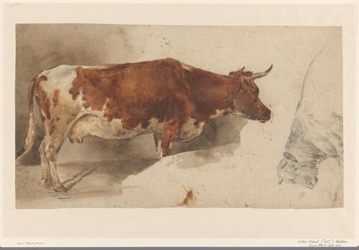 Mucca in piedi, verso destra, e schizzo di un bovino da Willem Carel Nakken