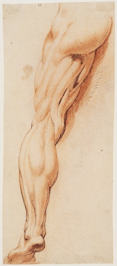 Studio anatomico (écorché). Gamba sinistra scorticata di un uomo vista da dietro da Willem Panneels