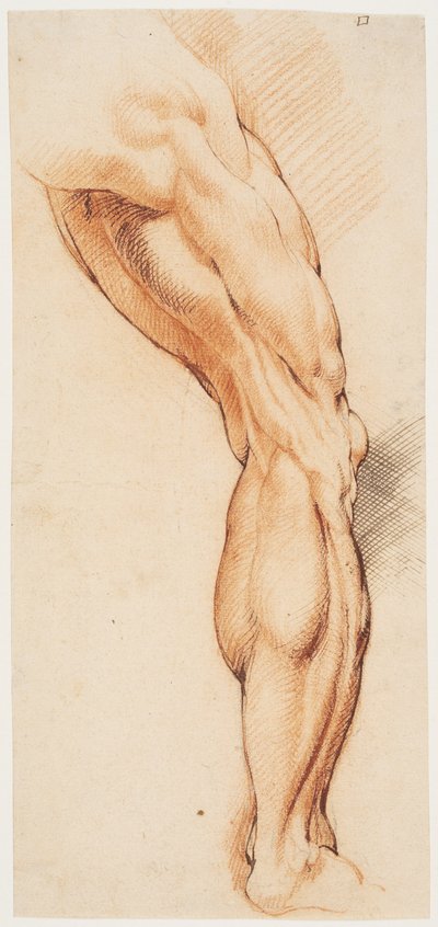 Studio anatomico. Gamba destra scorticata di un uomo vista da dietro, girata a destra da Willem Panneels
