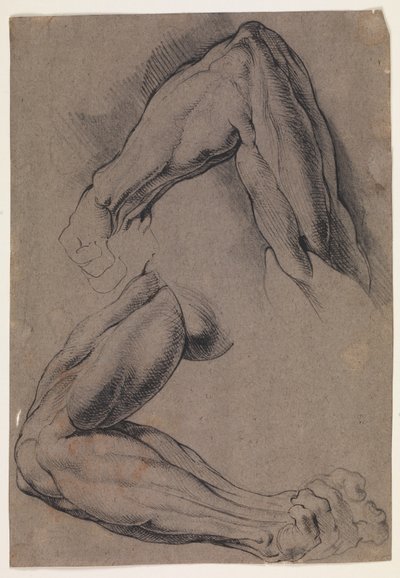 Studio anatomico (écorché). Due studi del braccio sinistro scuoiato di un uomo da Willem Panneels