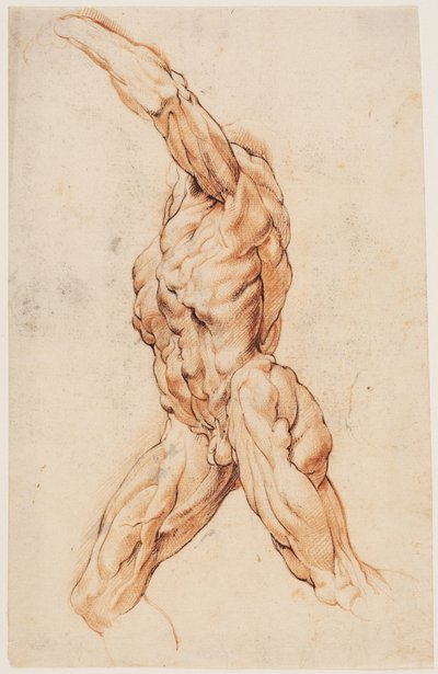 Studio anatomico (écorchés). Uomo scuoiato che cammina rivolto a sinistra da Willem Panneels