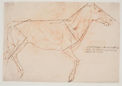 Studio anatomico e di proporzioni. Un cavallo da Willem Panneels