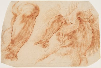 Laocoonte. Studi del braccio sinistro di Laocoonte e del dorso del suo torso visto da sinistra e da sotto da Willem Panneels