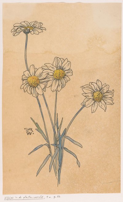 Margherite bianche da Ludwig Willem Reymert Wenckebach