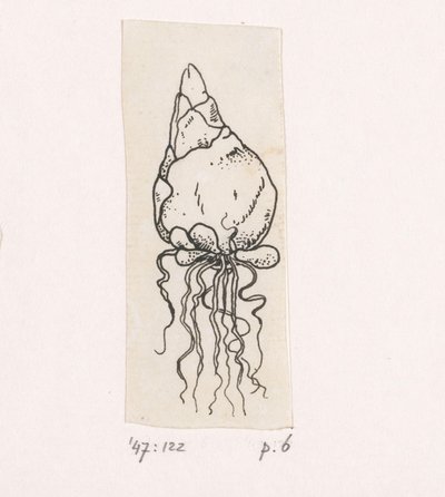 Bulbo di fiore da Willem Wenckebach