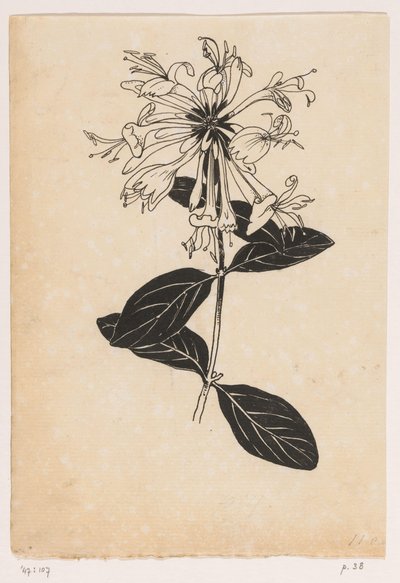 Caprifoglio da Willem Wenckebach