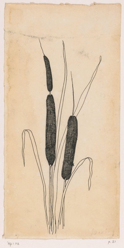 Tife da Willem Wenckebach