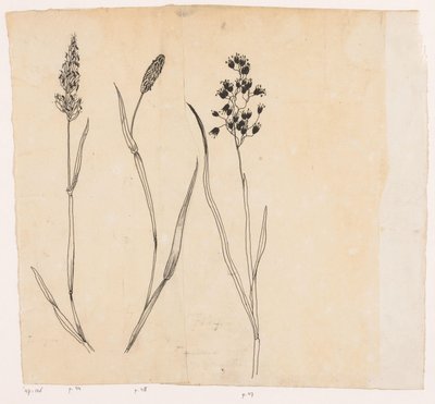 Erba odorosa, erba timotea e erba miele da Willem Wenckebach