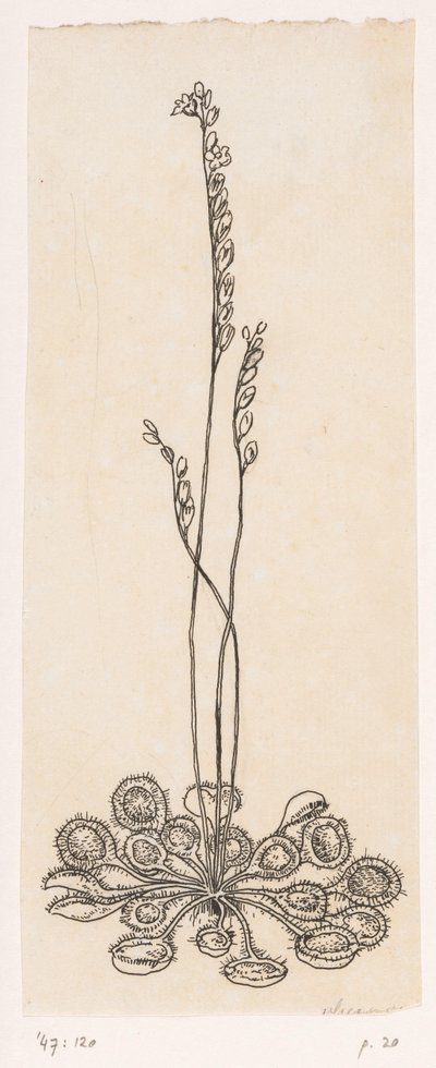Cacciatore di mosche da Willem Wenckebach