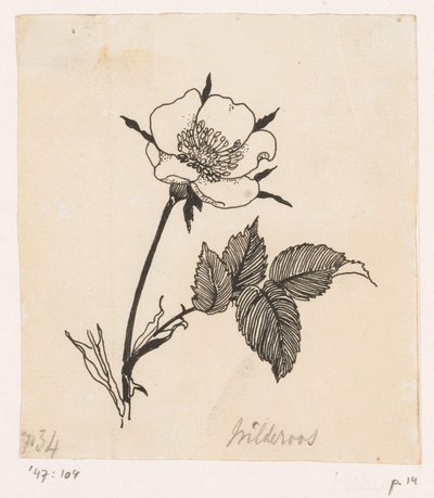 Rosa selvatica da Willem Wenckebach