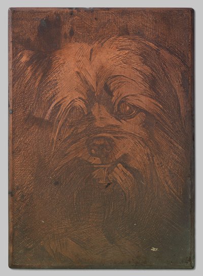 Cane Phoebus da Willem Arnoldus Witsen