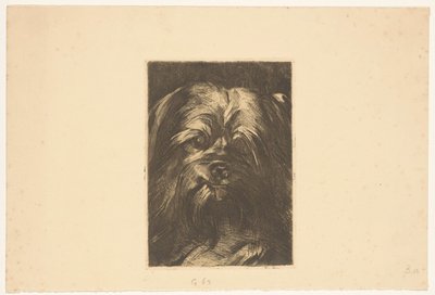 Cane Phoebus da Willem Arnoldus Witsen