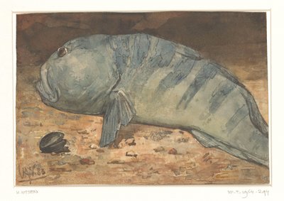 Vista laterale di un pesce da Willem Arnoldus Witsen