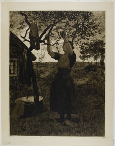 Il melo da Willem Arnoldus Witsen